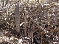 Senecio angustifolius