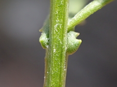 Senecio angustifolius