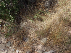Senecio angustifolius