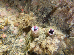 Cnemidocarpa