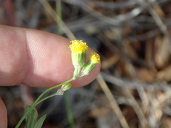 Senecio angustifolius