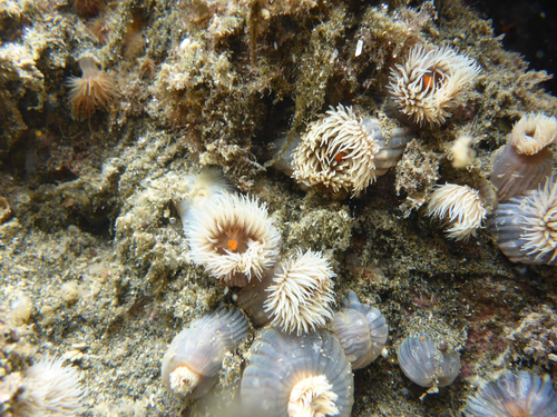 Diadumene neozelanica