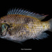 Sarotherodon melanotheron - Photo (c) kan_aloneboy, algunos derechos reservados (CC BY-NC)