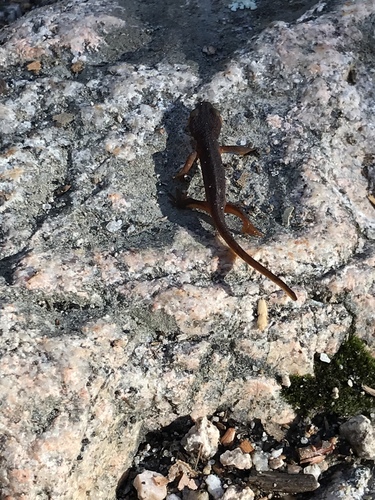 iNaturalist observation photo of Sierra Newt