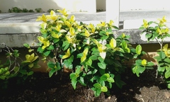 Pseuderanthemum maculatum