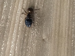 Camponotus sansabeanus