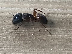 Camponotus sansabeanus