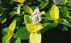 Pseuderanthemum maculatum