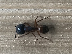 Camponotus sansabeanus