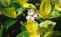 Pseuderanthemum maculatum