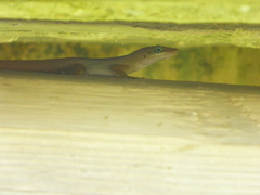 Anolis forresti