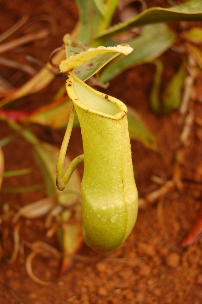 New Caledonia Pitcher Plant
