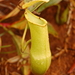 Nepenthes vieillardii - Photo (c) Tim Waters, some rights reserved (CC BY-NC-ND)