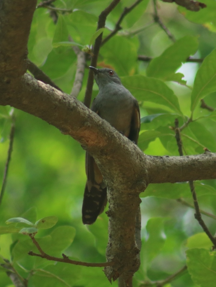 Plaintive Cuckoo