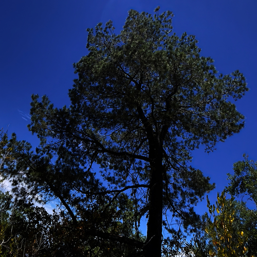 Image of Pinus lagunae by (c) Bill Levine, some rights reserved (CC BY)