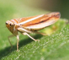 Idiodonus kennicotti