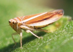 Idiodonus kennicotti