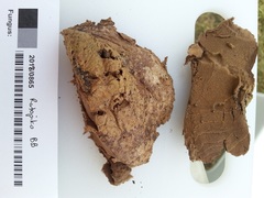Calvatia lilacina