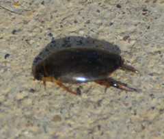 Thermonectus