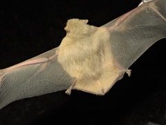 Lasiurus xanthinus