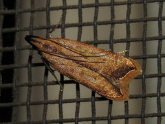Dichomeris heriguronis
