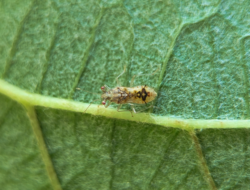 Epipolops oculuscancri