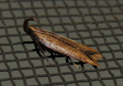 Dichomeris heriguronis