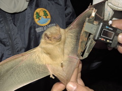 Lasiurus xanthinus