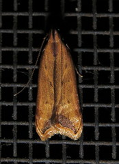 Dichomeris heriguronis