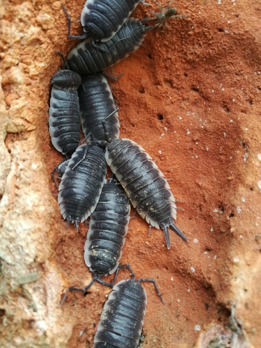 Porcellio flavocinctus
