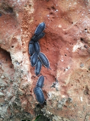 Porcellio hoffmannseggii