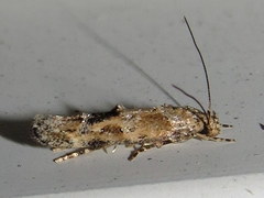 Mompha stellella