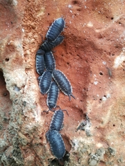Porcellio hoffmannseggii