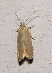 Holcocera chalcofrontella