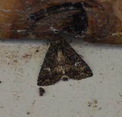 Condica albigera