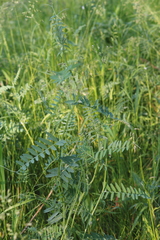 Vicia cracca — photo 2