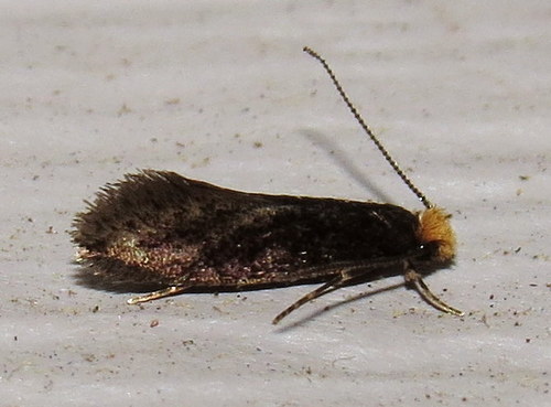 Doleromorpha porphyria