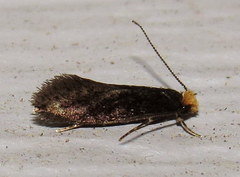 Doleromorpha porphyria