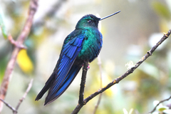 Pterophanes cyanopterus