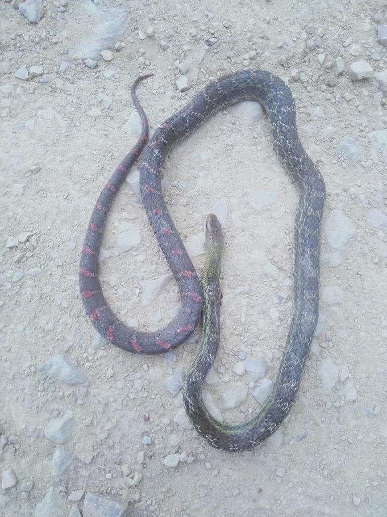 Eastern Trinket Snake from Khuvuxu Tsutoho Road, Zunheboto, NL, IN on ...