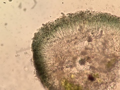 Strangospora moriformis