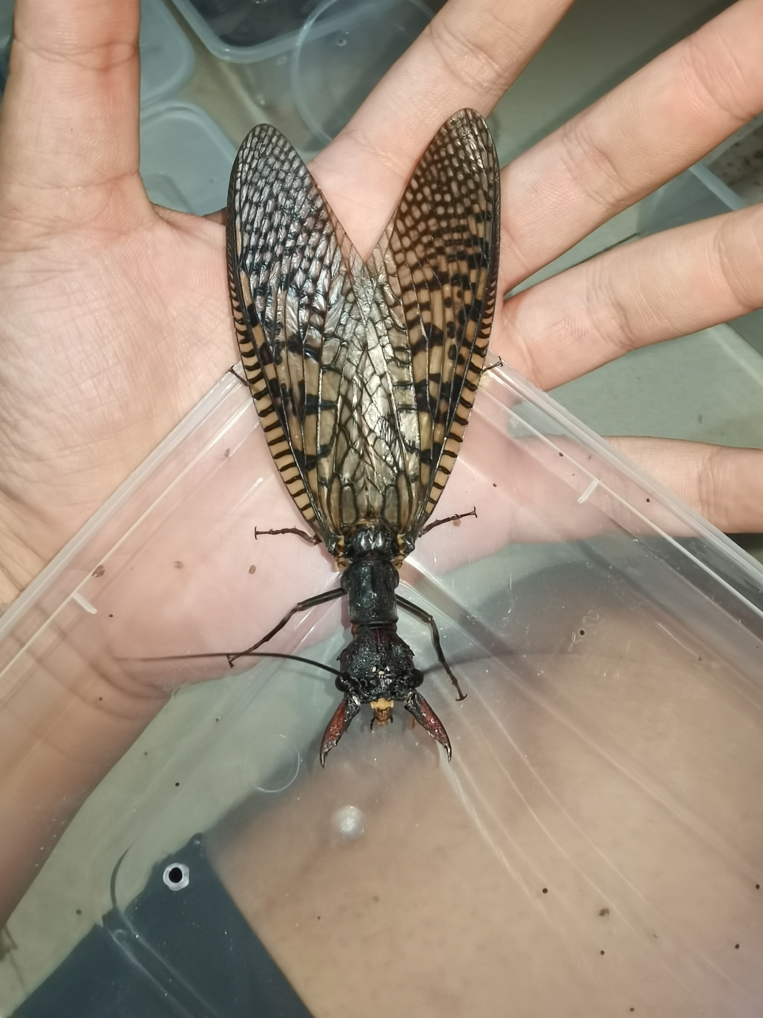 Giant Chinese Dobsonfly (Acanthacorydalis fruhstorferi) · iNaturalist