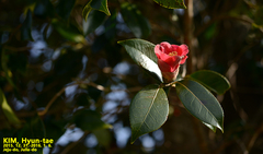 Camellia japonica