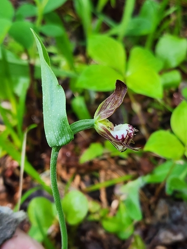 Image of Cypripedium arietinum by (c) Norma Malinowski, some rights reserved (CC BY)