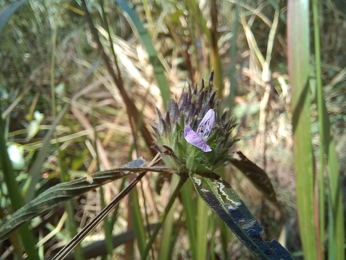 Dicliptera capitata image