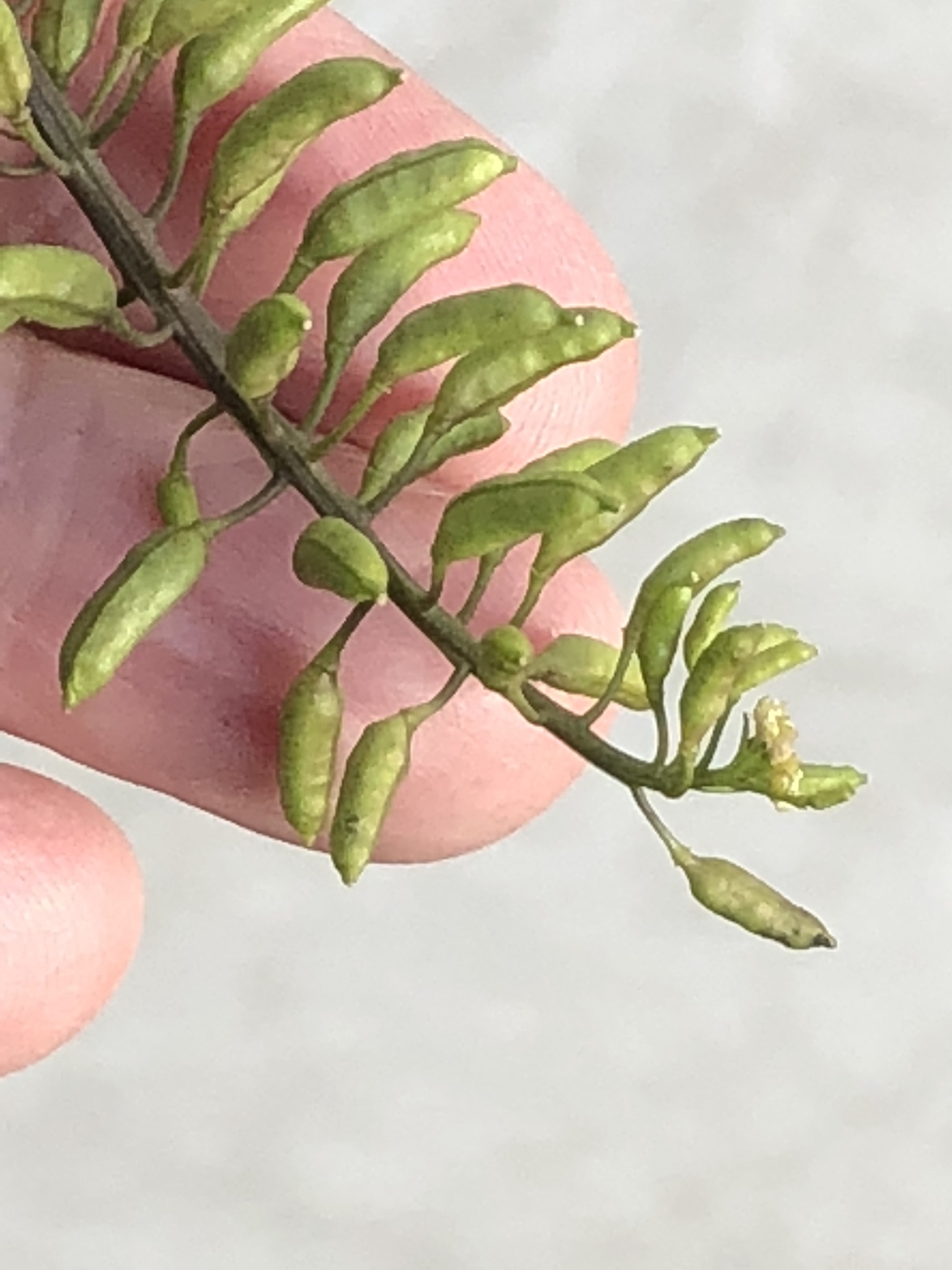 Bog Yellowcress Rorippa Palustris Inaturalist