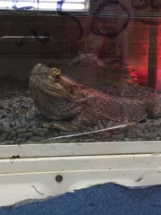 Pogona