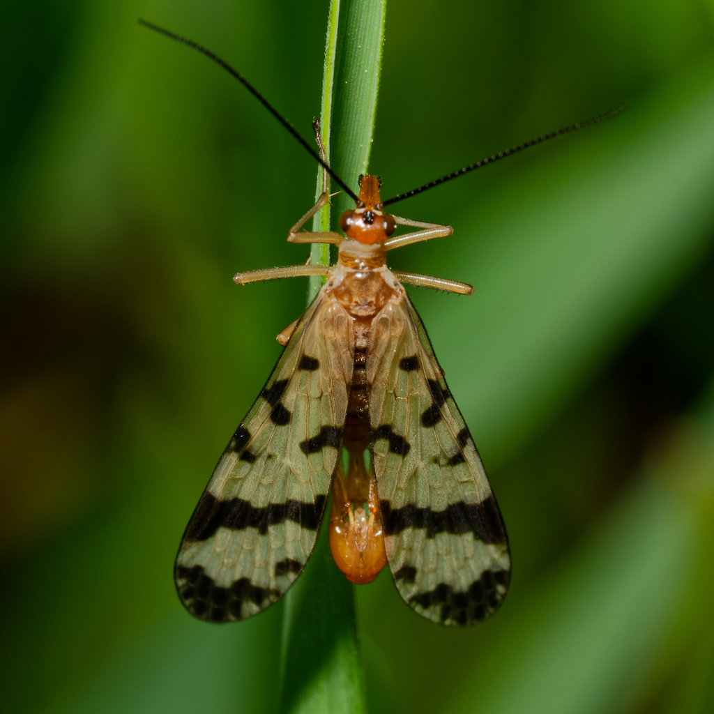Panorpa mirabilis