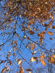 Quercus × leana