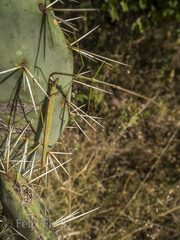 Pseudosermyle tridens